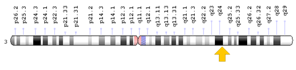 Figure 6: Schematic view of chromosome number 3 where the AGTR1 gene is located in the long arm of this chromosome as 3q24.