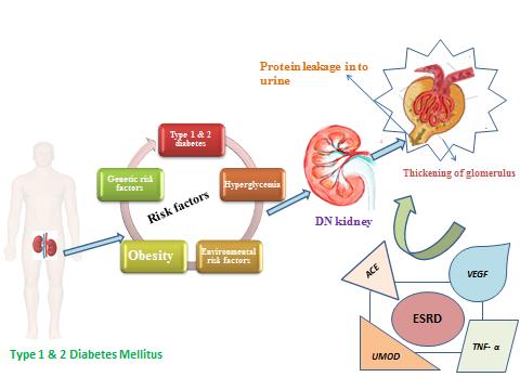 Figure 1: Representing the progression of DN in Type 1 and 2 Diabetes patients.