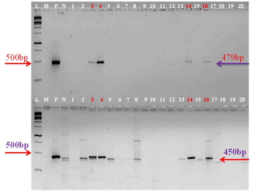 Figure 3: PCR amplification of HPT and GFP genes.