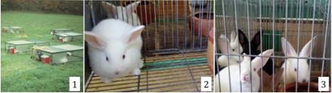 Figure 1: Rabbits in pasture in Université de Viterbo – Italy (1), in individual (2) and collective cages (3) in Universidade Federal de Santa Maria - Brazil.