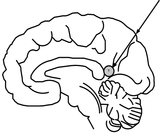 Figure 5: Proposed CT contrast-data visualization method.