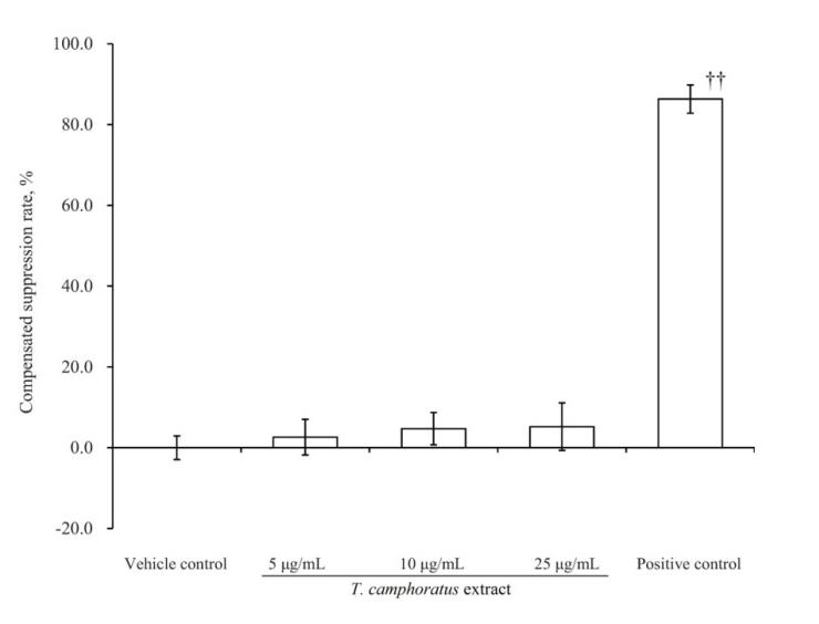 Figure 3: Effects of T. Camphoratus Extract on Tail Current from hERG Channels Expressed in HEK293 Cells.