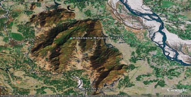 Figure 1: Google map of Kakoijana Reserve Forest.