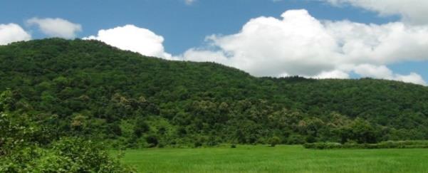 Figure 2: Landscape showing the habitat of Golden Langur in Kakoijana Reserve Forest of Assam, a fragmented habitat with adjacent paddy fields.