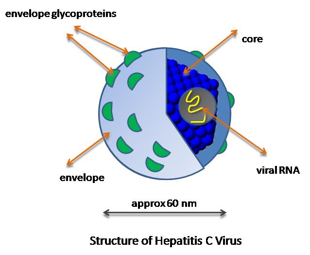 Figure 1: Demonstrating the structure of HCV.