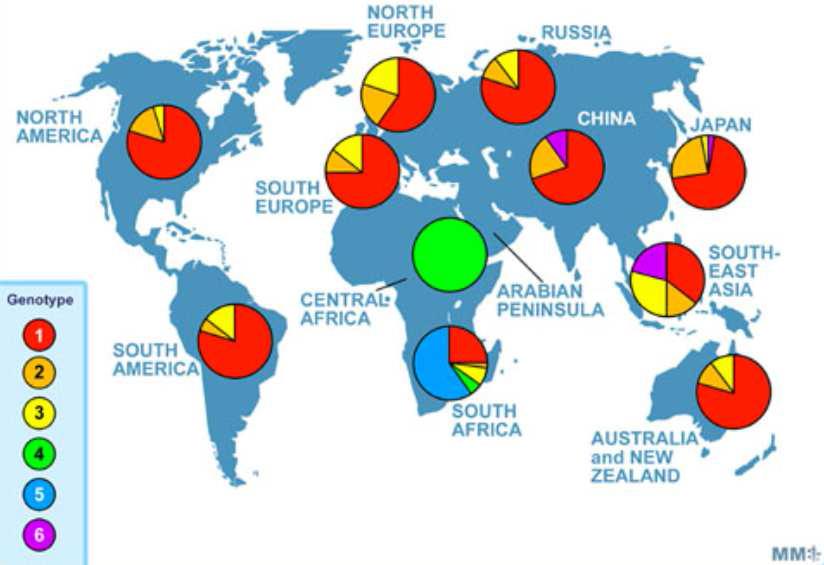 Figure 3: Global distribution of HCV genotypes.