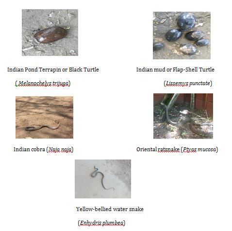 Figure 3: Turtle and snake species sighted in the study area.