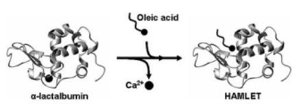 Figure 1: HAMLET is defined as the product of partially unfolded Alpha-lactalbumin and oleic acid. Through programmed cell death the human body dispenses with undesirable cells without bringing out an inflammatory reaction [3,4]. Cells experiencing customized cell death notifying an unmistakable morphological appearance described by cell shrinkage, membrane blistering, atomic buildup, and fragmentation with the arrangement of ‘apoptotic bodies’; this sort of cell passing is for the most part referred to as apoptosis [3,4]. HAMLET alters the structure of chromatin and trigger tumor cell demise. HDIs trigger tumor cell demise by reestablishing the outflow of antitumor qualities, though HAMLET ties histones with high fondness and changes the chromatin structure. This ponder thought about the impacts of HAMLET on tumor cell feasibility, histone acetylation, and DNA trustworthiness when the antagonists were joined. HDI pretreatment caused a stamped increment in the demise reaction to HAMLET and HAMLET a further increment in the histone hyperacetylation reaction to HDIs. Cell demise was joined by expanded DNA harm and diminished p21WAF1 articulation when the two agonists were consolidated. We recommend that the cooperative energy depends on various however uniting demise pathways, which include modifications of the chromatin. As HDIs and HAMLET have archived remedial impacts, the joined utilization of HAMLET and HDIs may be of an incentive in the treatment of malignant growth. Tumor cell passing expanded particularly when HDIs and HAMLET were joined and the impact was synergistic when TSA was included prior to HAMLET. The sub-atomic premise of this cooperative energy is misty, yet a few passing pathways might be talked about. Caspases are basic for the execution of apoptosis and HDIs have been proposed to trigger cell passing by means of the extraneous, demise receptor– subordinate pathway and by means of the inborn mitochondrial demise pathway through actuation or hindrance of explicit Bcl-2 relatives, by means of the direction of responsive oxygen species and through cell cycle [5]. HAMLET acts straightforwardly on the mitochondria furthermore, triggers an effector caspase reaction and the atomic caspase 2 reaction to HAMLET may add to assist mitochondrial enactment. The demise of HAMLET-treated cells is caspase independent, in any case [6,7]. In the present examination, the DNA harm reaction was appeared to be caspase-free. supporting the idea that traditional apoptosis isn't the way to the joined impact of HAMLET and TSA.