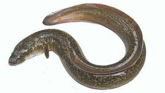 Figure 1: Adult Indian mottled eel.