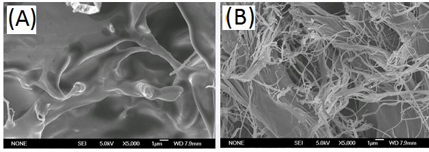 Figure 2: SEM analysis of (A) original porcine dermal materials and (B) resulting designed regenerative acellular dermal collagen particles.