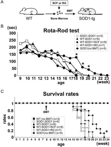 Figure 5: Photo A, the transition of wild-type (WT) mouse into a SOD1 transgenic mouse (SOD1-tg) using the activated stem cell factor human bone marrow or the tyrosine kinase 3. Using the Rota-Rod Test, graph B: shows the rotation of the rod (in seconds) compared to the age of the SOD1 G93A mice with ALS ranging from 9 weeks to 23 weeks of survival. There are five groups represented of SDO1 mice that were treated with bone marrow from SOD1 mice (SOD1-SOD1, open squares), SOD1 mice with no treatment (WT-SOD1, black triangles), SOD1 mice treated with human activated bone marrow (WT-SOD1+SCF, black circles), and SOD1 mice treated with tyrosine kinase 3 (WT- SOD1+flt3, open circles), and SOD1 transgenic mice (SOD1 no BMT, black diamond). **Graph C** demonstrates the survival rates of the five groups of treatment [50].