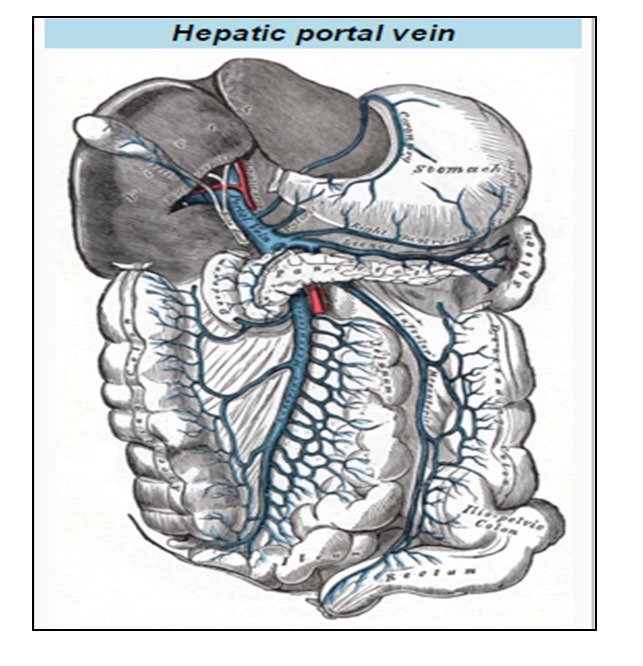 Figure 2: Microscopic section through a small portal vein branch inside the liver [8].