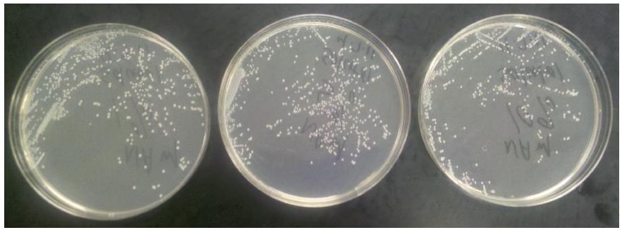 Figure 1: Solutol Toxicity Plates. Solutol HS-15 shows no toxicity to S. aureus at concentrations of 1%, 5% and 10% respectively A schematic diagram of the nanoemulsion particle can be seen in Figure 2. The Cefazolin is contained within the oil core surrounded by the surfactant. The surfactant provides decreased surface tension by utilizing both a hydrophilic head and hydrophobic tail that is needed for the water and oil to remain in solution and for the emulsion to remain stable. The particle size of the nanoemulsion was 18.8 nm and was not significantly influenced by concentration of antibiotic. The polydispersity index [Pdl] was 0.048 (Figure 3).