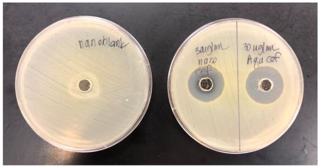 Figure 4: Zone of inhibition measurements of Cefazolin nanoemulsion and Cefazolin aqueous solution in comparison to the nanoblank. Components of the nanoemulsion do not inhibit the growth of S aureus (on left). Cefazolin nanoemulsion at 23 mm (n = 2) is inhibitory to S. aureus; Cefazolin aqueous solution at 24 mm (n = 2) is inhibitory to S. aureus (on right).