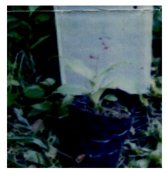 Figure 1: Microstylis Wallichii a Single Plant in flowering in a Plastic Bag known as JIVAK (Photo- Author).