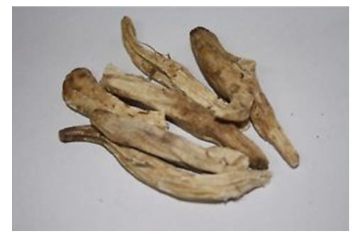 Figure 12: Bazar Samples of Rhizomes MAHAMEDA in1970 of Polygonatum Verticillatum (Photo: Anonymous).