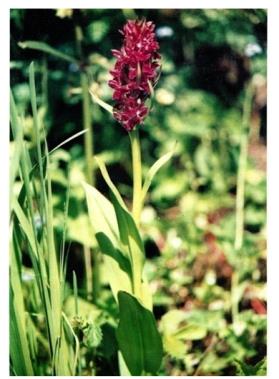 Figure 13: Centaurea behen Linn (Compositae) known as BEHMEN SUFED.