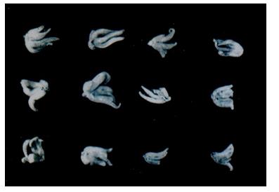 Figure 15: Mixed Root- Tubers from Habenaria & Orchid sp from Iran.