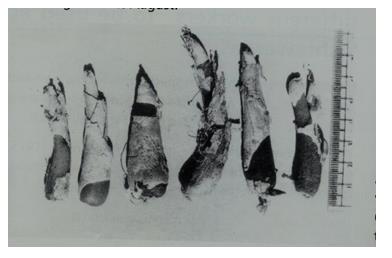 Figure 2: Market Samples of Tubers of Microstylis Wallichii Tuberous Roots known as JIVAKA-RISHBHAK in 1970 (Photo-Author).