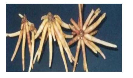 Figure 20: Plants of Asparagus racemosus Plants (Photo-Author).
