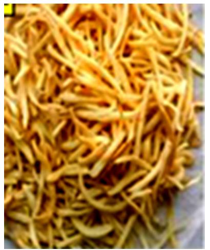 Figure 21: Tuberous roots of Asparagus racemosus 'Satawar (Photo-unknown).