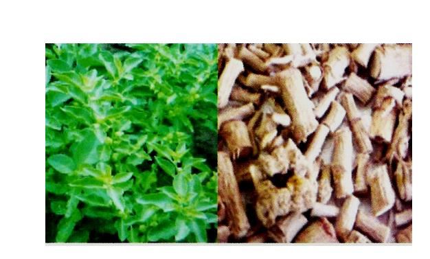 Figure 22: A Plant of Chlorophytum borvillianum SAFED MUSLI in the field [28].