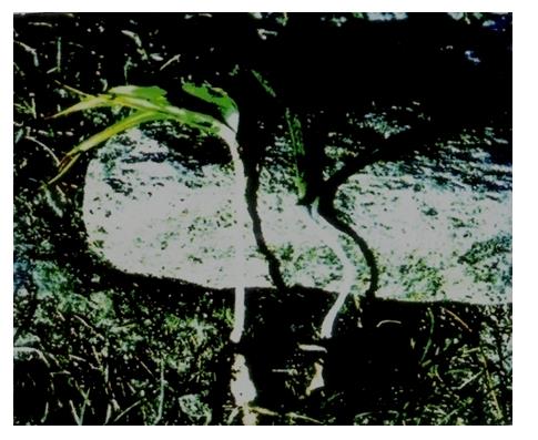 Figure 4: Roscoea Alpina with Rhizomatous-Root known as Kshir KAKOLI (Photo-Auhor).