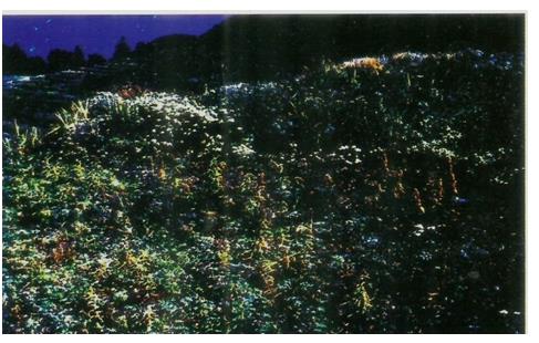 Figure 5: Roscoea alpina growing in cluster near Jageshwar (Photo Author).