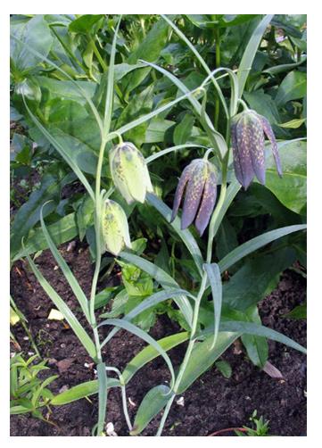 Figure 8: Aerial parts with flowers of Fritillaria Roylei). In the Himalayas it is an Endangered Plant and hard to find a Single Plant from there. However, in China it is also used as Medicine (Photo Website).