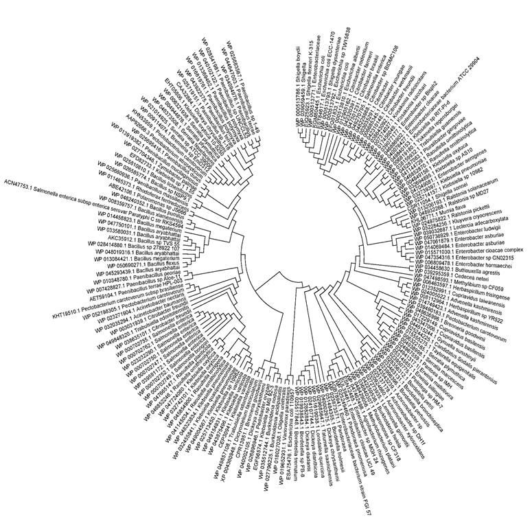 Figure 1: Phylogenetic Tree of L-asparaginase Generated by MEGA 4.2.