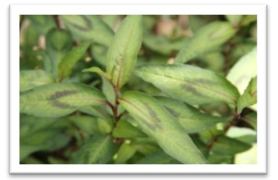 Figure 1: Persicaria odorata leaves.