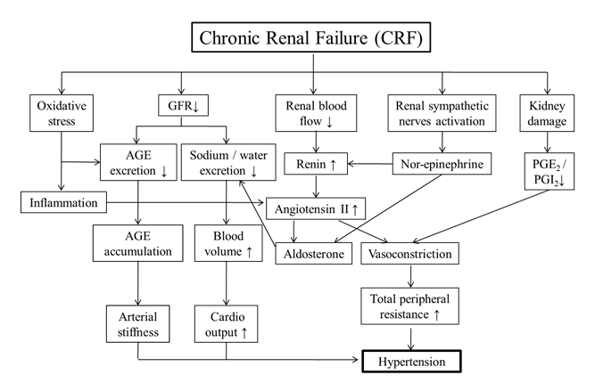 Figure 1: • Sodium and water retention: Increased blood volume in repose to a decline of glomerular filtration rate due to severe CRF will result in an increase in cardiac output and blood pressure. • Renin-angiotensin-aldosterone system activation: Kidney disease-associated renal vascular disease leads to a decrease in renal blood flow, which increases renin secretion and activates vasoconstrictors. The constriction of the resistant arterioles then leads to hypertension. In addition, angiotensin can also stimulate the secretion of aldosterone, increasing sodium and water reabsorption from renal tubules, and increasing sodium and water retention. • Renal sympathetic nerves: Norepinephrine released from nerve endings during activation of the renal sympathetic nerves stimulates glomerular cells, which increases renin secretion, and promotes renal tubular reabsorption of sodium and water. • Decreased in hypotensive substances of the kidney: