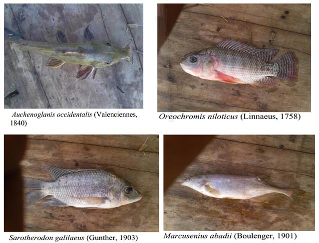Figure 2: Preferred fish species in the Libga reservoir.