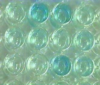 Figure 1: Blue color present in the positive wells.