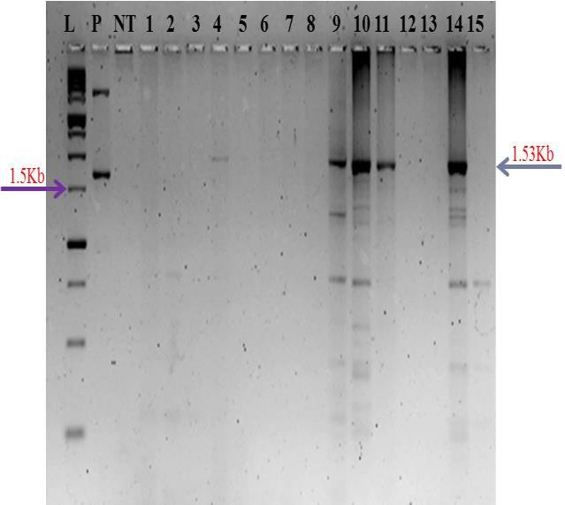 Figure 1: Amplification of Chitinase-11 gene in putative transgenic plants. L-1Kb ladder, P-plasmid, NT-Wild type, Nos.1-15 – plant Nos.
