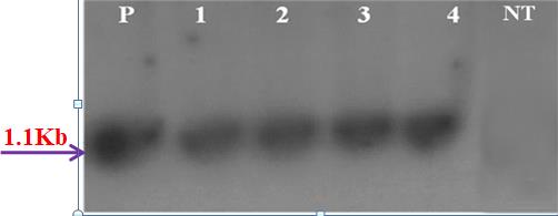 Figure 3: Southern blot analysis of the putative transgenics for chitinase-11 gene.