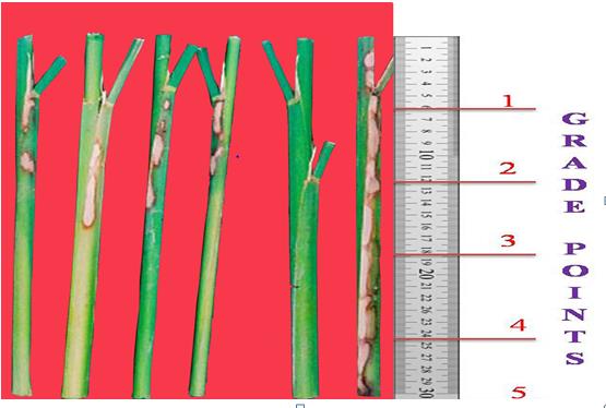 Figure 4: Sheath blight disease index in transgenic plants. H: Non transformed control (healthy plant-without infection) NT: Non transformed and infected plant 9-1, 9-2, 10-4, 10-5-Transformed and infected plants 1, 2, 3, 4, 5- Grades based on disease spread