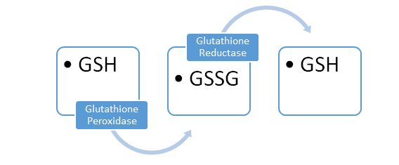 Figure 2: The functions of GSH and GR are impaired by nicotine.
