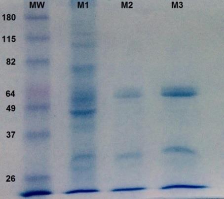 Figure 1: 12.5% SDS-PAGE of different fractions of the PP2A purification: The migration of the proteins with molecular weight marker (MW), the initial seafood extract (M1), fraction of the post-ethanol process 95% (M2) and post resin ChromSpeed ™ DA103 (M3).
