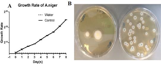 Figure 1: Growth Rate of _A. niger_ over a period of 8 days starvation. (A) Fungi growth using log scale plotted over a period of 8 days. Five replicate plates were used for each time point, and the experiments were performed at least three times. Error bars show the standard deviation. (B) Left: _A. niger_ cultured on SDA plate after 8 days storage in water; Right: _A. niger_ cultured on SDA plate after 8 days in nutrient broth as control.