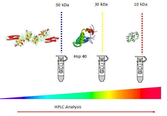 Figure 9: Schematic representation of separation of _A._ _niger_ proteins using Amicon centrifugal filters.