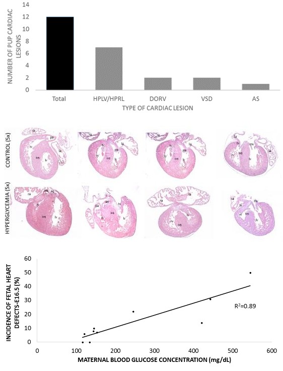 Figure 1: Mouse Diabetic Model Of Cardiac Embryopathy.