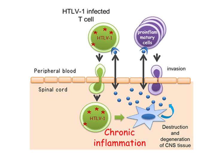 Figure 9: Pathogenesis and Caused due to HTLV-I Infected T Cells.