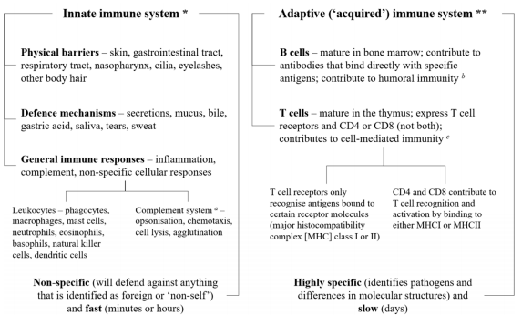 Figure 1: Simple overview of the immune system [8].