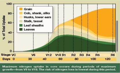 Figure 1: Timing of Nitrogen Uptake in Corn