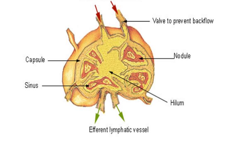 Figure 1: Lymph Node Structure Afferent Lymphatic Vessel Histologically