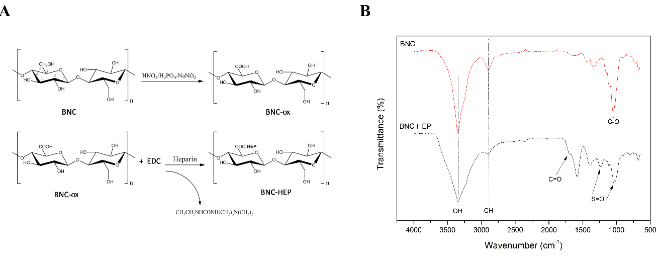 Figure 1: (a) Immobilization reaction of heparin in BNC hydrogels. HEP hydrogels; (b) FTIR spectroscopy of BNC and BNC-HEP hydrogels.
