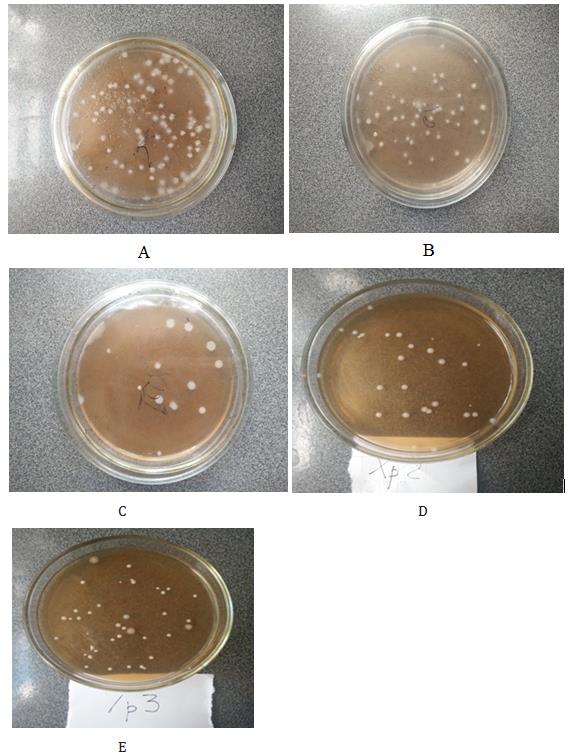 Figure 1: Colonies of the Yeast _Candida Guillermondi_ BDU- 217 Before Storage (A), After Storage (B), After Bioresonant Influence: Direct (C), Inverse (D), Simultaneous Direct And Inverse (E).