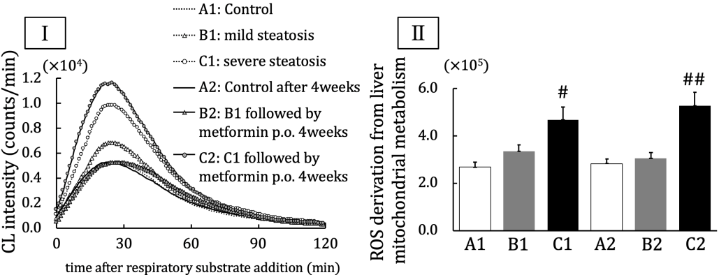 Figure 2: Reactive oxygen species (ROS) derived from mitochondrial energy metabolism.