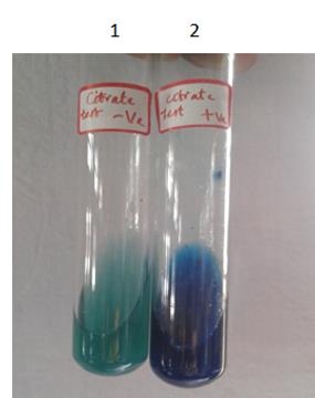 Figure 1: Catalase test of the microbial strain isolated.
